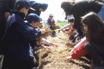 Colocando cobertura de paja (mulch) sobre los canteros.