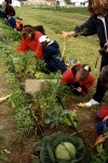 La cosecha de las hortalizas producidas en la huerta del colegio.