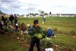 La cosecha de las hortalizas producidas en la huerta del colegio.