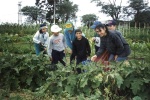 La cosecha de las hortalizas producidas en la huerta del colegio.