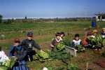 La cosecha de las hortalizas producidas en la huerta del colegio.